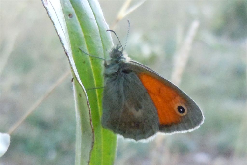 Coenonympha pamphilus